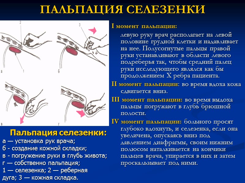 ПАЛЬПАЦИЯ СЕЛЕЗЕНКИ I момент пальпации:      левую руку врач располагает